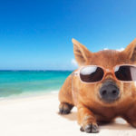 サングラスをしたイノシシ