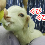 ミルクを飲む仔ヤギのともちゃん
