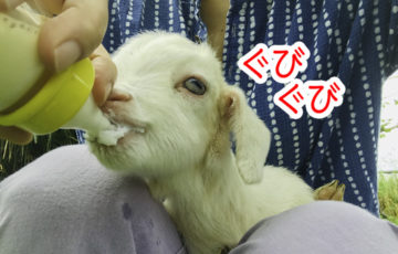 ミルクを飲む仔ヤギのともちゃん