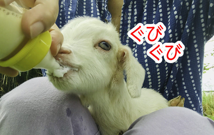 ミルクを飲む仔ヤギのともちゃん
