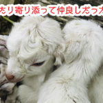 寄り添う仔ヤギたち