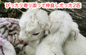 寄り添う仔ヤギたち