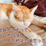 心が疲れてたと気づいたのはクラニオを終えた後だった件